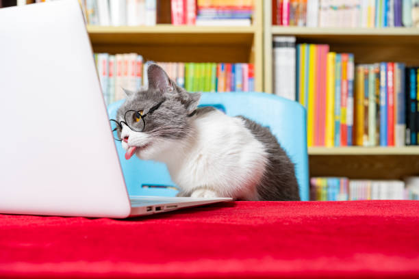 istock cute british shorthair cat using laptop with books shelf on back 1442239208