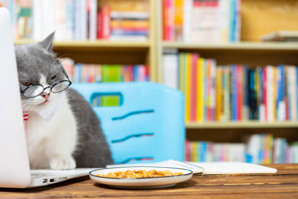 istock cute british shorthair cat using laptop with books shelf on back 1442239223