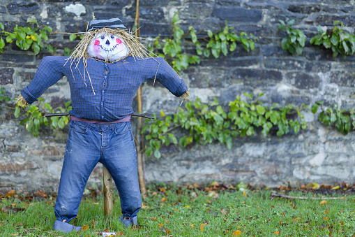 Well-dressed scarecrow protecting the espalier fruit.