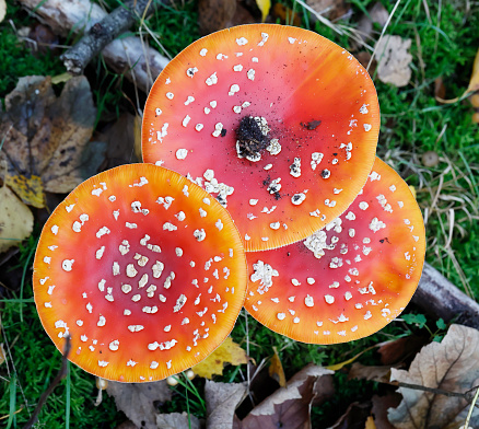 Amanita muscaria (L. ex Fr.) Hooker, Fly Agaric, Amanite tue-mouches, Fausse Oronge Roter Fliegenpilz, Légyölö galoca. Cap 8–20cm across, globose or hemispherical at first then flattening, bright scarlet covered with distinctive white pyramidal warts which may be washed off by rain leaving the cap almost smooth and the colour fades. Stem 80–180×10–20mm, white, often covered in shaggy volval remnants as is the bulbous base, the white membranous ring attached to the stem apex sometimes becoming flushed yellow from the pigment washed off the cap. Flesh white, tinged red or yellow below the cap cuticle, Taste pleasant, smell faint. Gills free, white. Habitat usually with birch trees, Season late summer to late autumn. Common. Deadly poisonous. It contains many different toxins. Distribution, America and Europe (Source R. Phillips).

This is one of the easiest species to recognize and is quite common, mostly by Birch Trees, in the Netherlands.