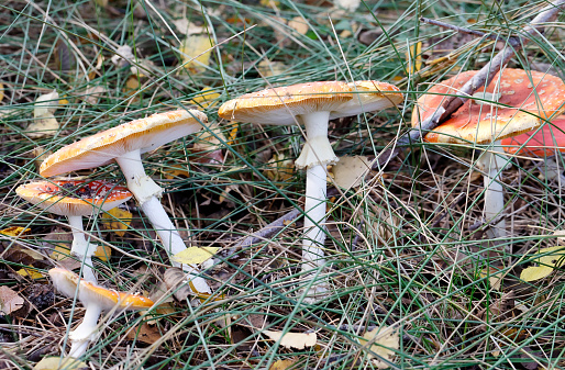 Amanita muscaria (L. ex Fr.) Hooker, Fly Agaric, Amanite tue-mouches, Fausse Oronge Roter Fliegenpilz, Légyölö galoca. Cap 8–20cm across, globose or hemispherical at first then flattening, bright scarlet covered with distinctive white pyramidal warts which may be washed off by rain leaving the cap almost smooth and the colour fades. Stem 80–180×10–20mm, white, often covered in shaggy volval remnants as is the bulbous base, the white membranous ring attached to the stem apex sometimes becoming flushed yellow from the pigment washed off the cap. Flesh white, tinged red or yellow below the cap cuticle, Taste pleasant, smell faint. Gills free, white. Habitat usually with birch trees, Season late summer to late autumn. Common. Deadly poisonous. It contains many different toxins. Distribution, America and Europe (Source R. Phillips).

This is one of the easiest species to recognize and is quite common, mostly by Birch Trees, in the Netherlands.