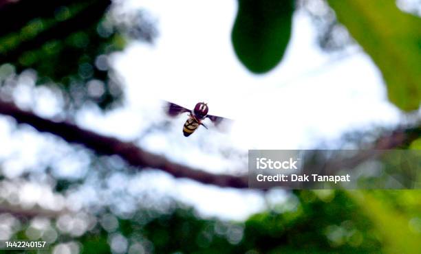 A Hover Fly Hovering In Midair Under Big Tree Stock Photo - Download Image Now - Color Image, Defocused, Flapping Wings