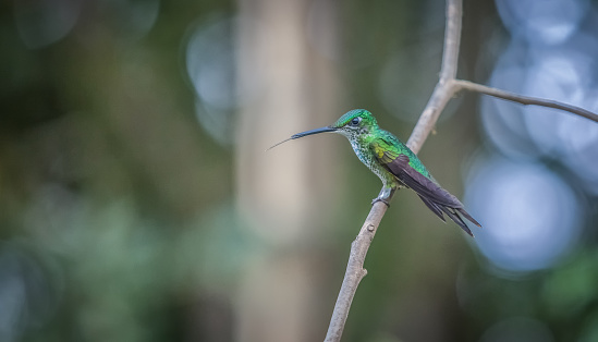 A brilliant Female Green-crowned in the Mindo rainforest of Ecuador.