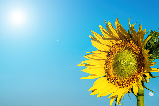 Sunflower with blue sky background and copy space.