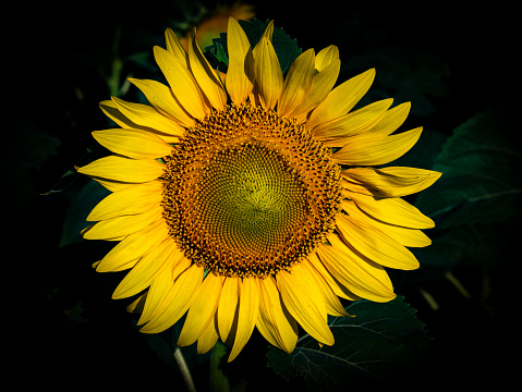 Yellow flower of a sunflower in the night darkness. Blooming sunflower flower. Yellow petals. Black background. Agricultural business. Farm. Agriculture.