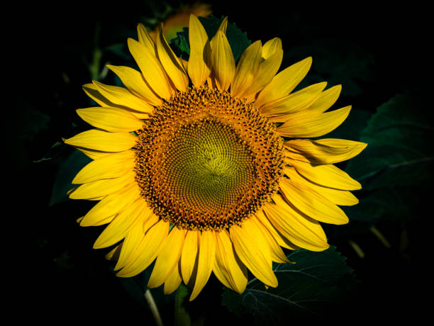 flor amarela de um girassol na escuridão da noite. - agricultural equipment flash - fotografias e filmes do acervo