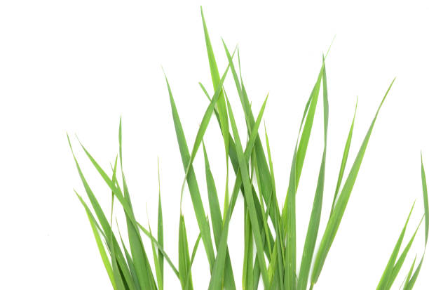 istock Decor of grass leaves 1442242318