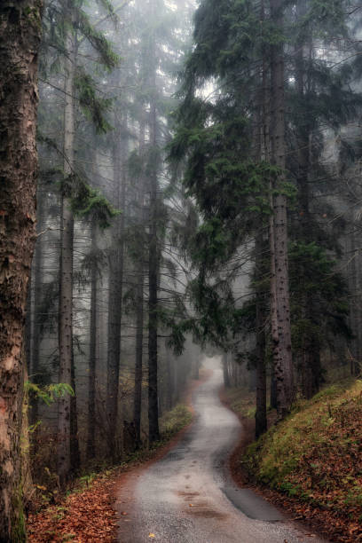 istock Empty road through the foggy autumn forest 1442242384