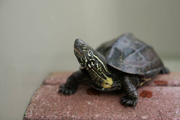 Pseudemys is a genus of large, herbivorous, freshwater turtles of the eastern United States and adjacent northeast Mexico.