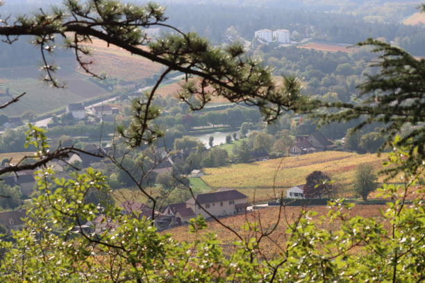 istock Vineyards in autumn 1442244371