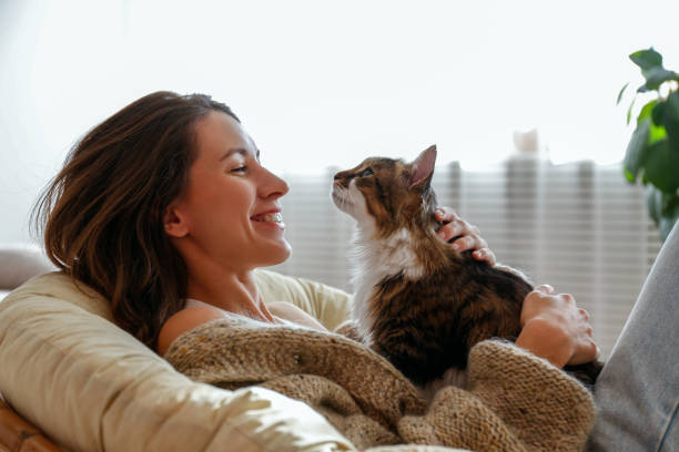 Portrait of young woman holding cute norwegian cat with green eyes. Female hugging her cute long hair kitty. Background, copy space, close up. stock photo
