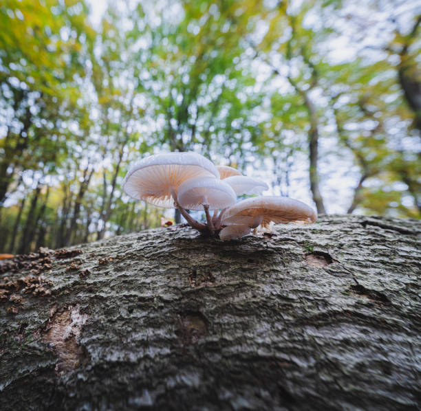 Group white porcelain fungus on a tree trunk seen from below in a green blurred background, Oudemansiella mucida