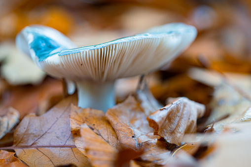 Mushroom in a large forest with autumn leaves