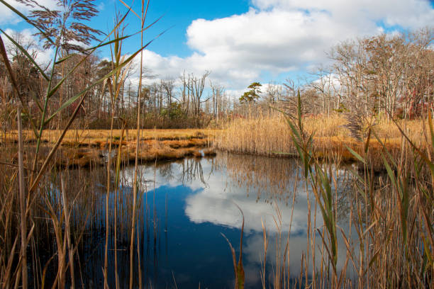 Looking through tall grass and reed at the blue sky and white clouds reflecting in water close to the bay in Gardiners Park Bay Shore Long Island,