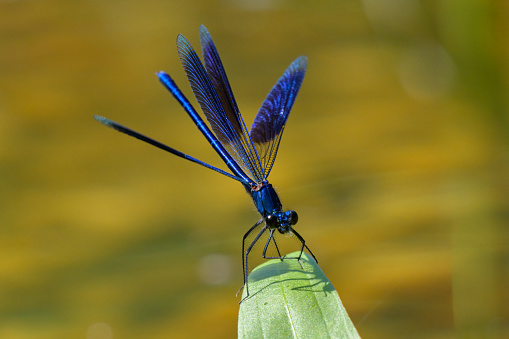 A banded demoiselle (Calopteryx splendens) resting on a plant in a garden pond, sunny day in spring, Vienna (Austria)