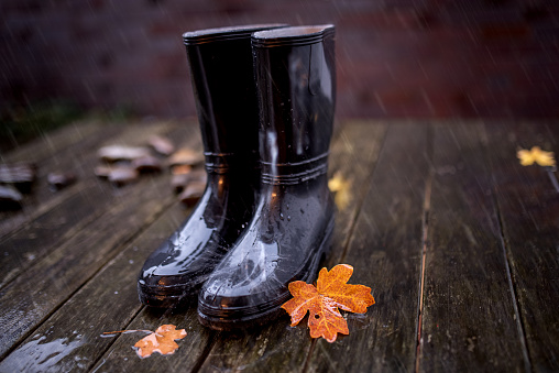 Two black rubber boots in autumn weather with autumn leaves after rain