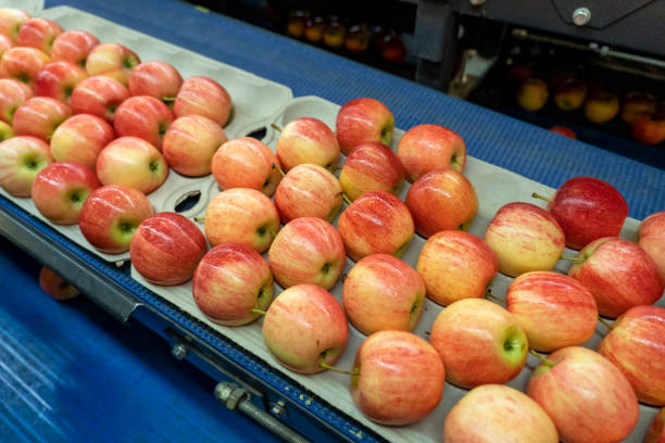 istock Fresh Apples in Environmentally Friendly Packaging Moving on Conveyor Belt in Fresh Produce Distribution Centre 1442249322