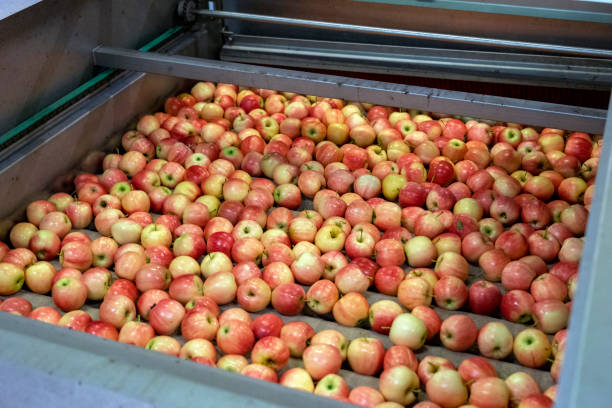 istock Fresh Apples Moving Under Brushes Inside Apple Cleaning and Waxing Machine 1442249324