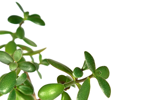 young branches of a Crassula with green leaves. Isolated on white background. closeup. studio photography.