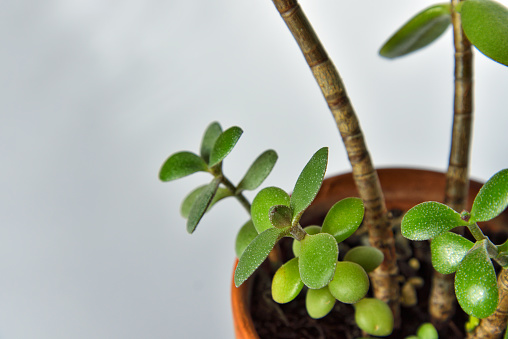 Houseplant Crassula Ovata with green leaves in terracotta pot, money tree in pot