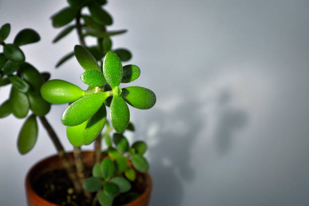 Houseplant Crassula Ovata, money tree in pot Houseplant Crassula Ovata with green leaves in terracotta pot, money tree in pot jade plant stock pictures, royalty-free photos & images