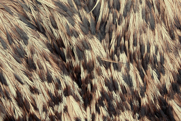 istock Abstract animal brown fur and feather backgrounds 1442250688