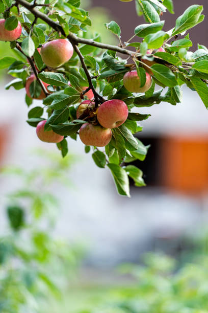 Red Apple in Orchard at Summer