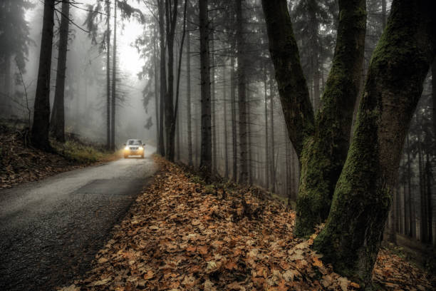 istock Foggy morning in autumn forest 1442251946
