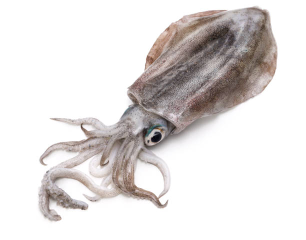istock bigfin reef squid, green-eyed squid, oval squid, aoriika 1442253248
