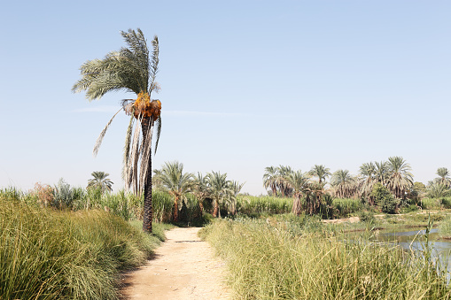 Gravel country road and date palm by the agriculture fields in Egypt, Africa. Beautiful landscape scenery on a sunny day.