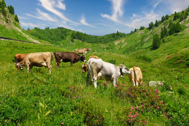 almabtrieb in österreich mit bunt geschmückten rindern - almwiesen stock-fotos und bilder