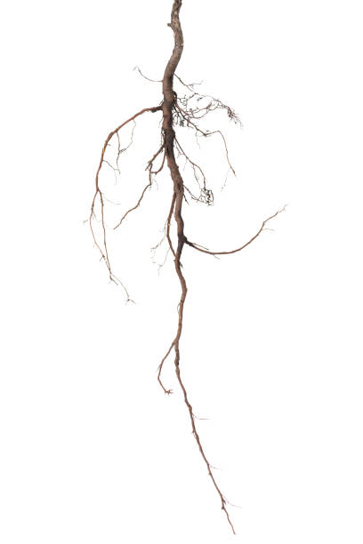 istock bird cherry tree roots is isolated on white background 1442255717