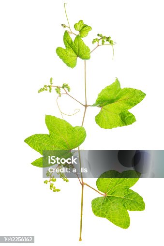 istock grapevine twig with green leaves isolated on white background 1442256162