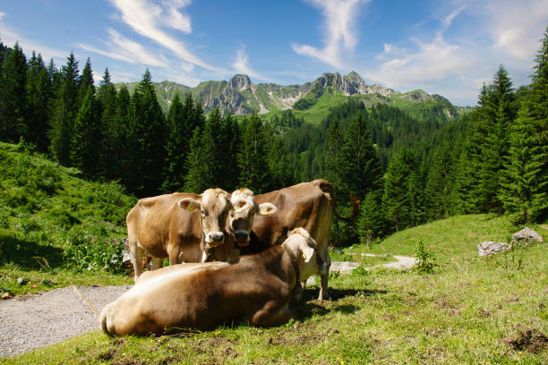 almabtrieb in österreich mit bunt geschmückten rindern - bergwiese stock-fotos und bilder