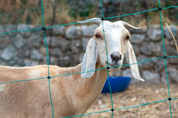istock Goat animal in a park posing closeup 1442256213