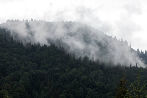 istock Misty dark forest mountain range in gray deep fog and clouds rising up, Carpathians mountains, Chornogora, Ukraine 1442257933