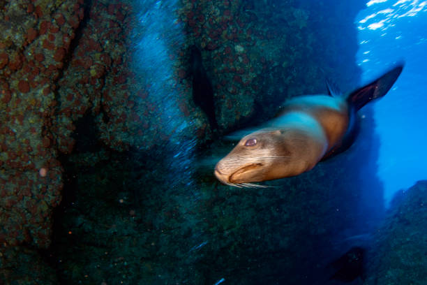 istock sea lion coming to you while diving galapagos 1442257999