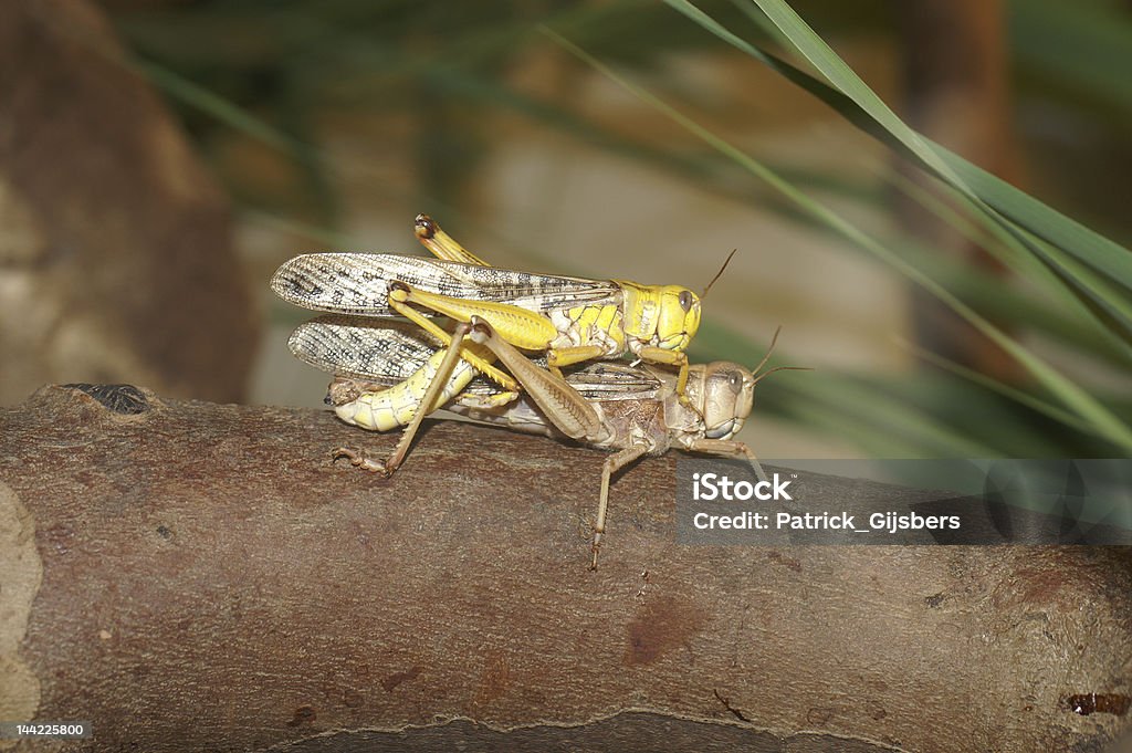 Desert Grasshoppers-Gody - Zbiór zdjęć royalty-free (Afryka)