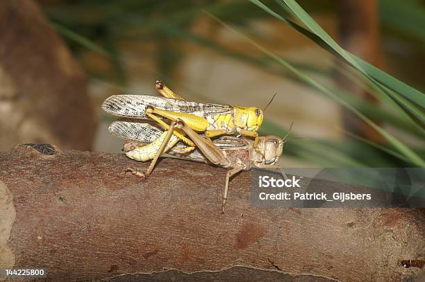 Desert Grasshoppersgody - zdjęcia stockowe i więcej obrazów Afryka - Afryka, Bez ludzi, Drzewo