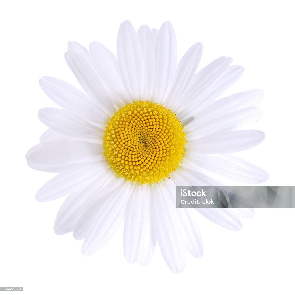 Cabeza de flor - Foto de stock de Amarillo - Color libre de derechos