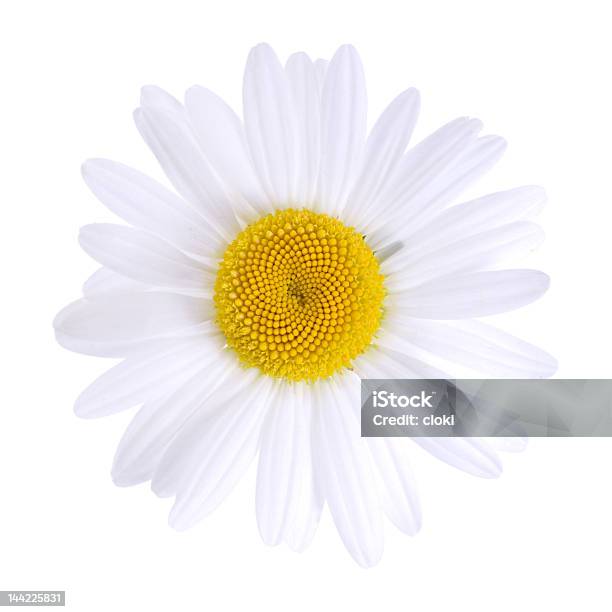 Cabeça De Flor - Fotografias de stock e mais imagens de Amarelo - Amarelo, Branco, Cabeça de Flor