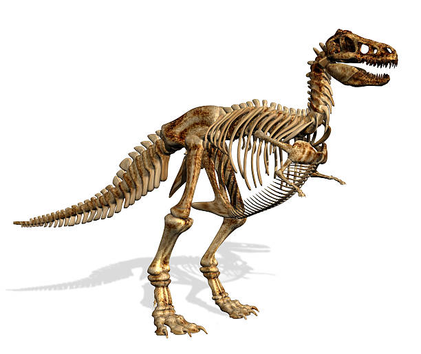 istock Tyrannosaurus Rex Skeleton 144225835