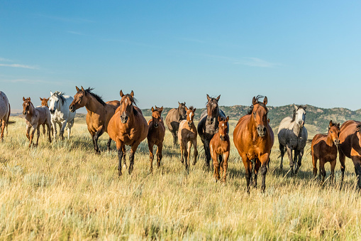 Herd of mares and foals in mountain pasture