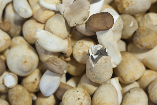 Thai mushrooms on market