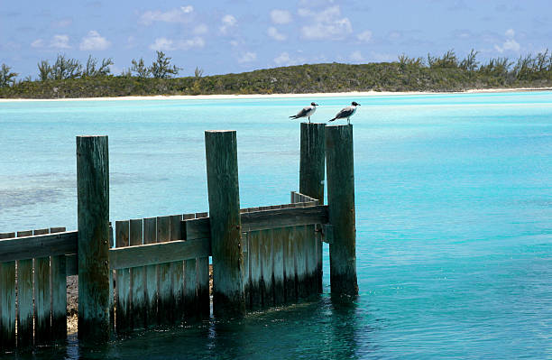 Seagulls on jetty in Bahamsa stock photo