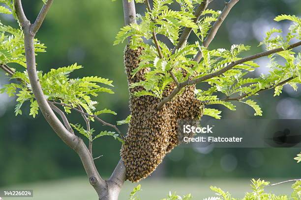 Pszczoła Swarm - zdjęcia stockowe i więcej obrazów Pszczoła - Pszczoła, Bez ludzi, Fotografika