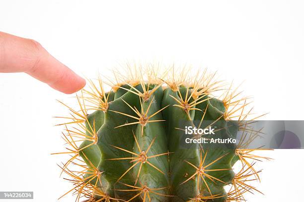 Cactus - Fotografie stock e altre immagini di Appuntito - Appuntito, Dolore fisico, Bianco