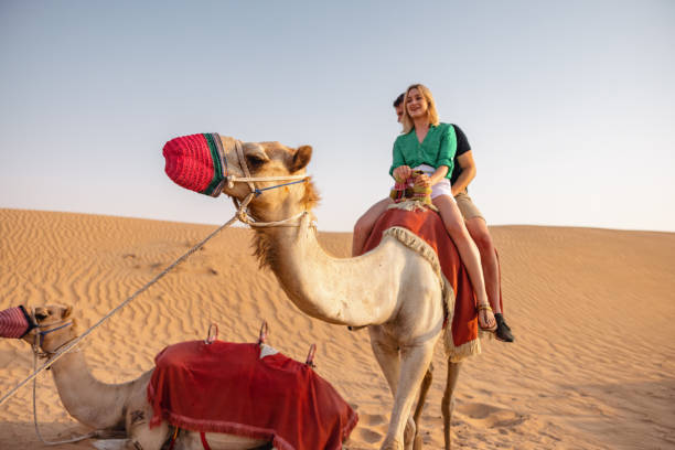 istock A Couple Camel Riding On The Desert In Dubai 1442261241