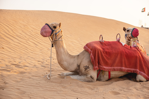 Cute camel on the famous Jumeirah Beach in Dubai, United Arab Emirates.