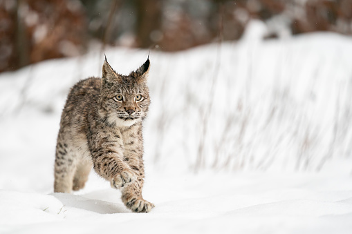 Lynx cub running in the winter. Snow wildlife with big cat. Europen predator in the cold season. Lynx lynx